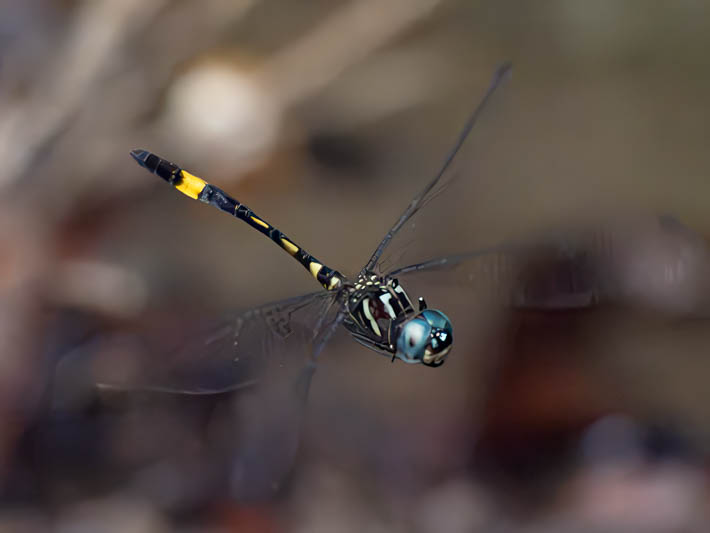 Brechmorhoga rapax (Amber-banded Clubskimmer).jpg